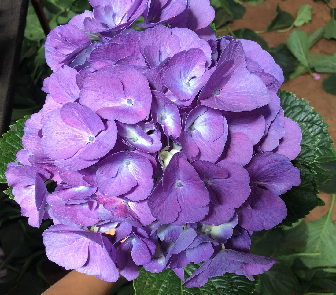 candy purple