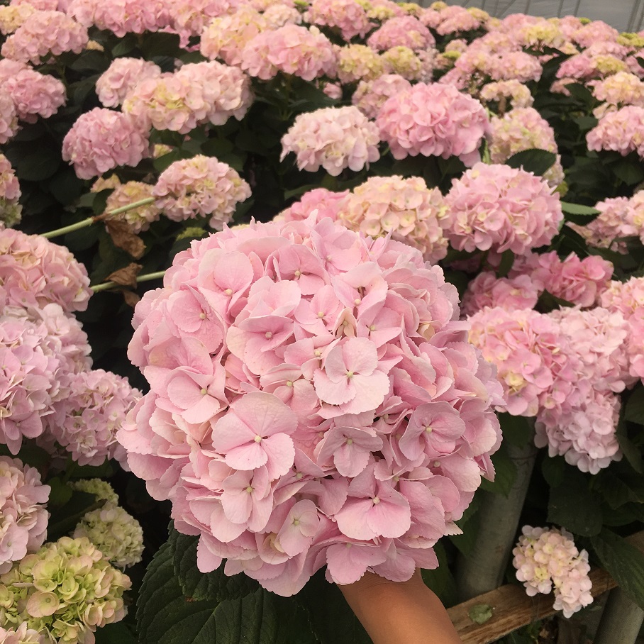 force pink