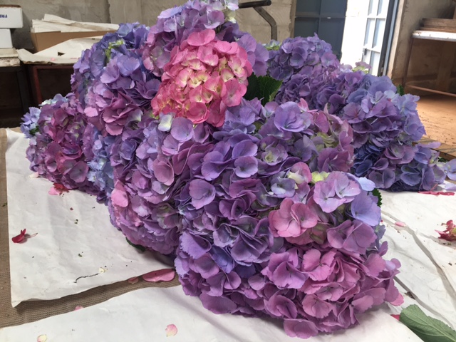 candy blue/purple