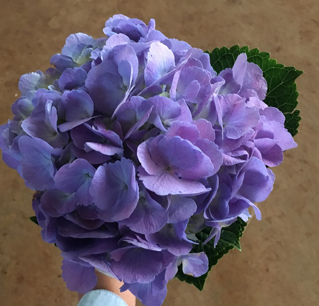 candy blue