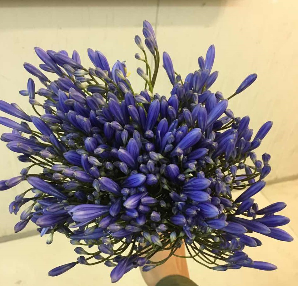 agpanthus blue
