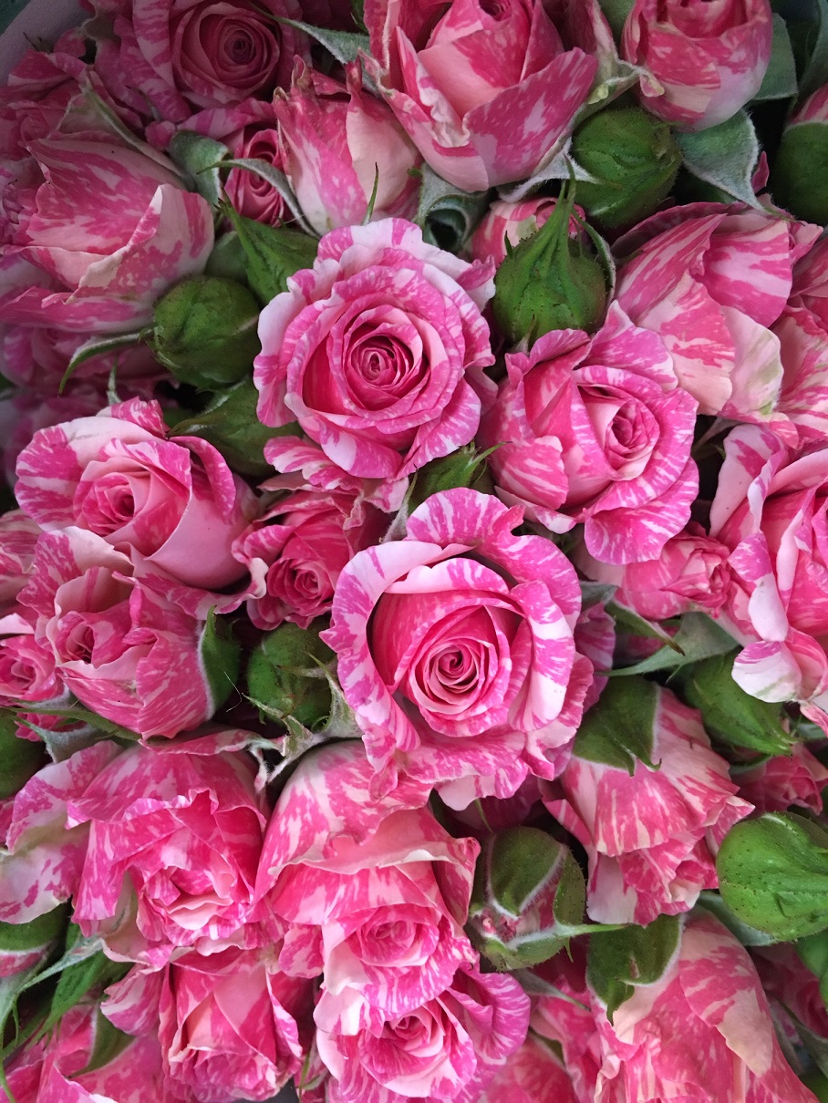 pink flash