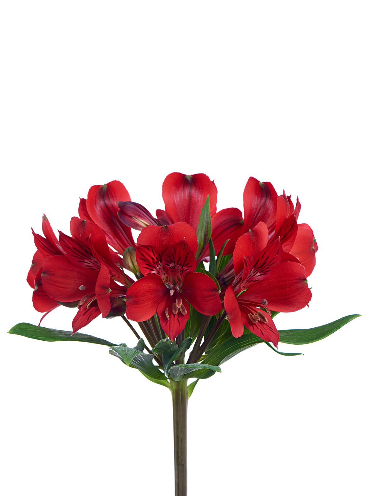 red_delight