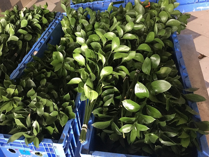 ruscus