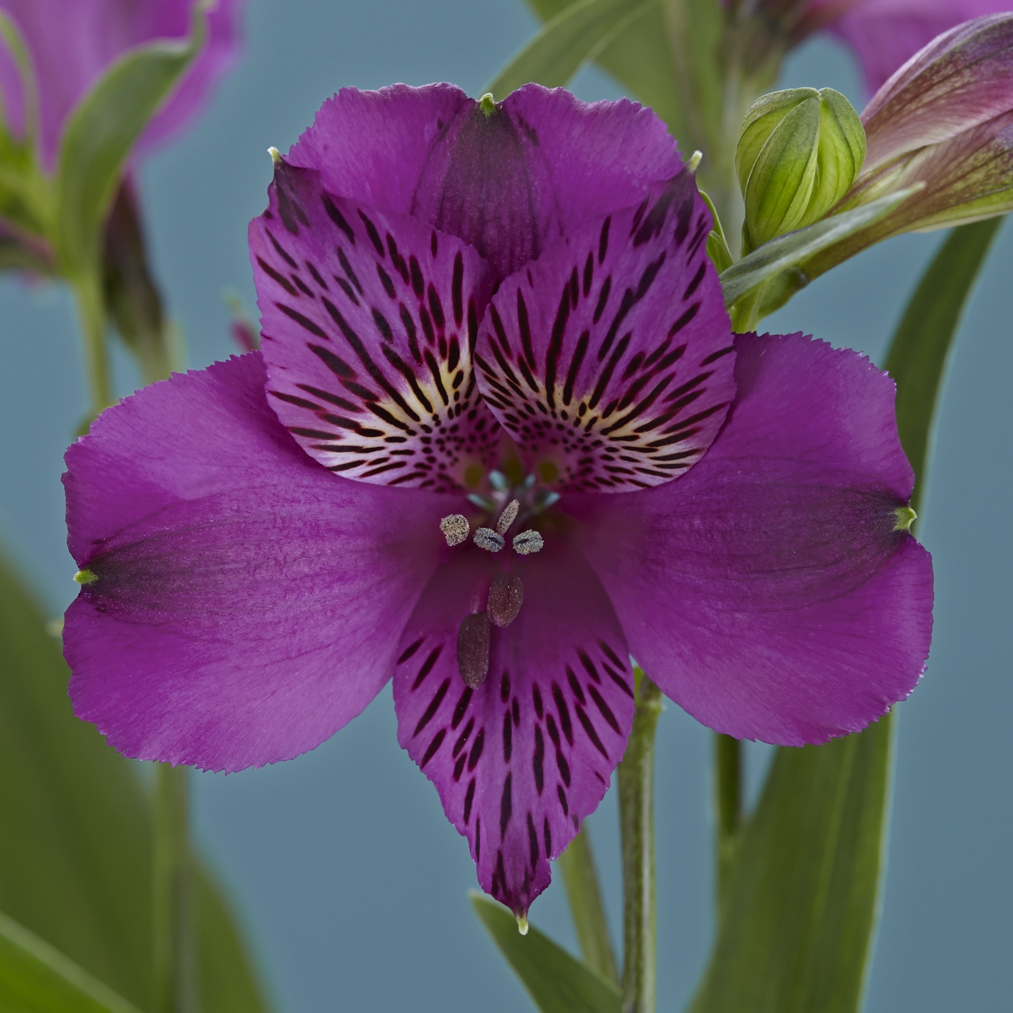 Amatista