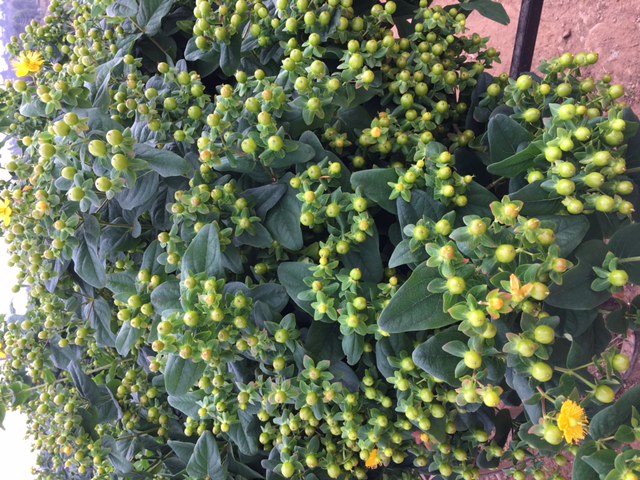  hypericum green