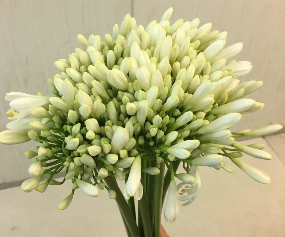 agapanthus white
