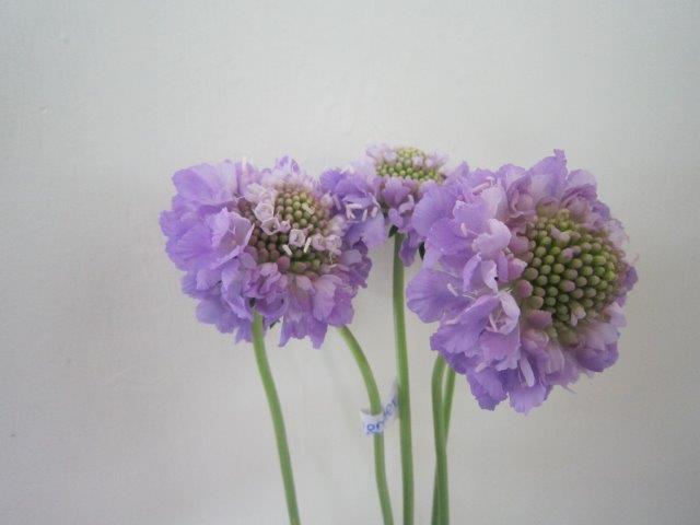 Scabiosa Lavender Scoop