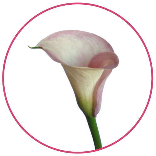 light pink