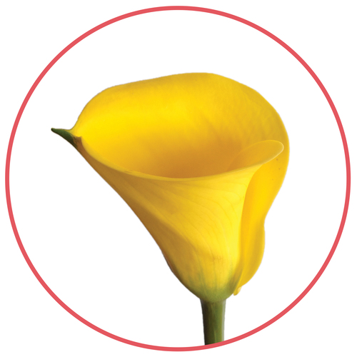 yellow