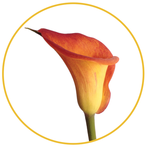 orange