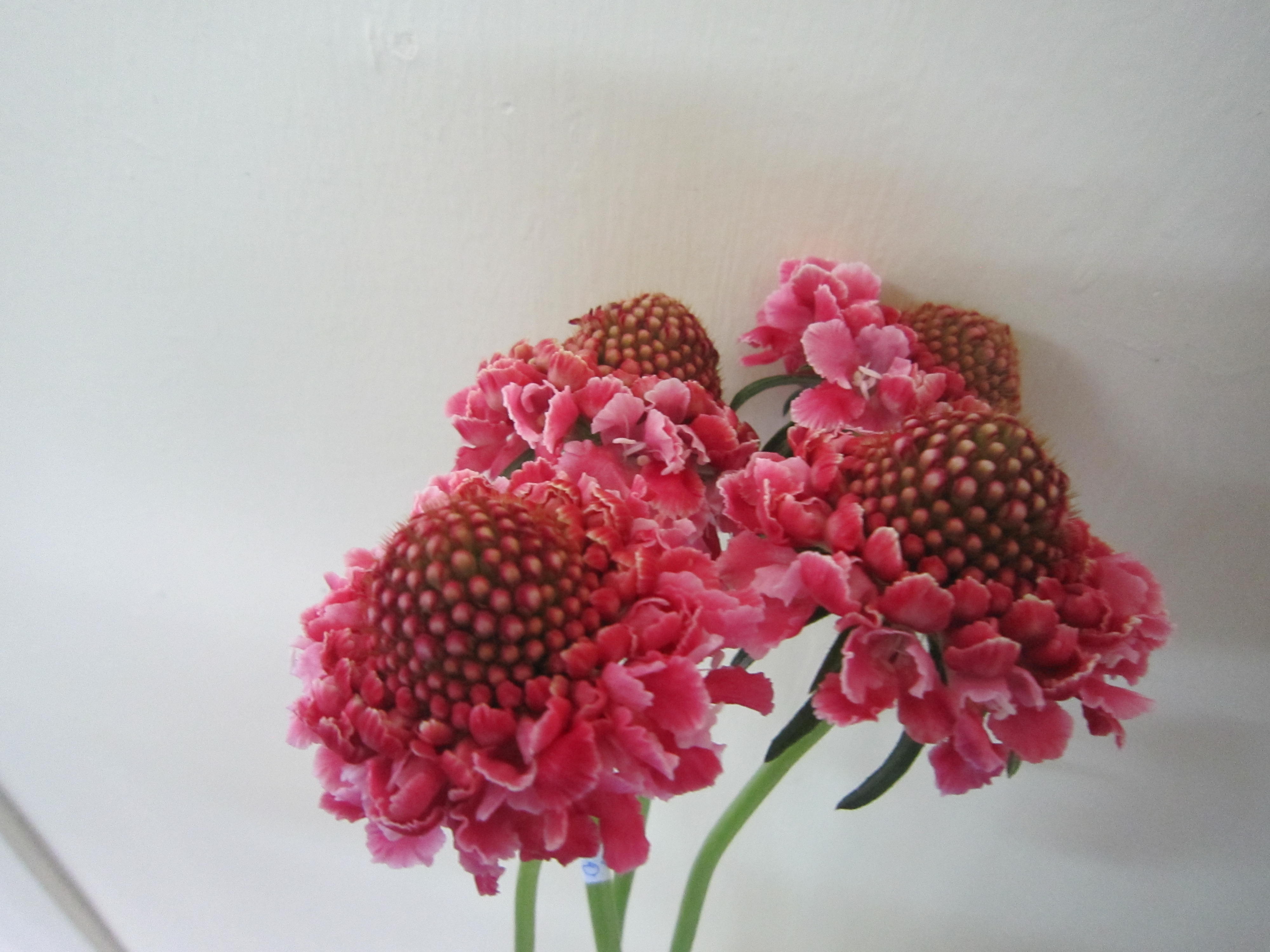 Scabiosa Cotton Candy