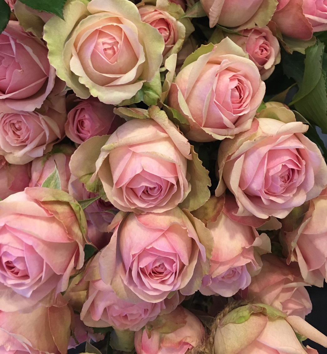  rose quartz