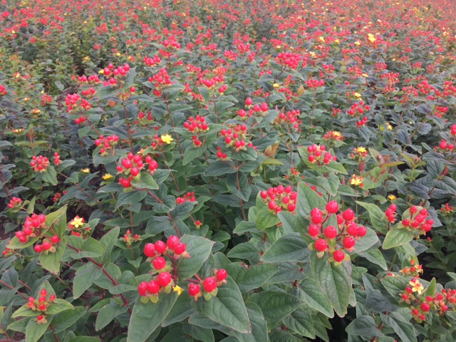  hypericum red