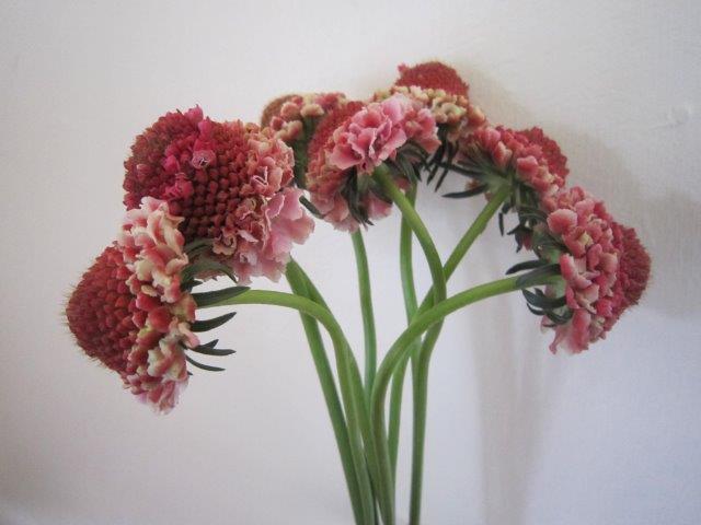 Scabiosa Marshmallow 
