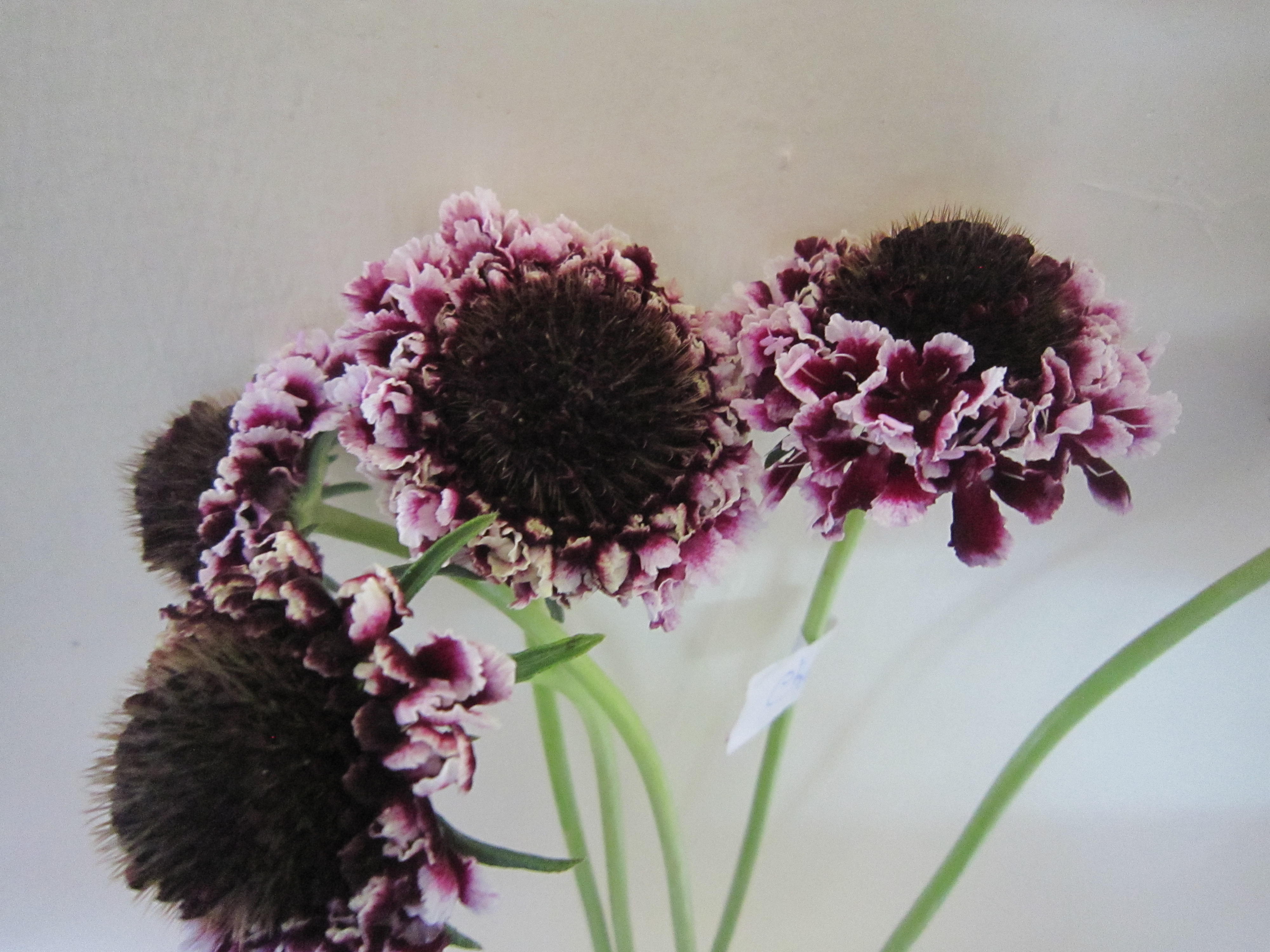 Scabiosa Cherry Vanilla