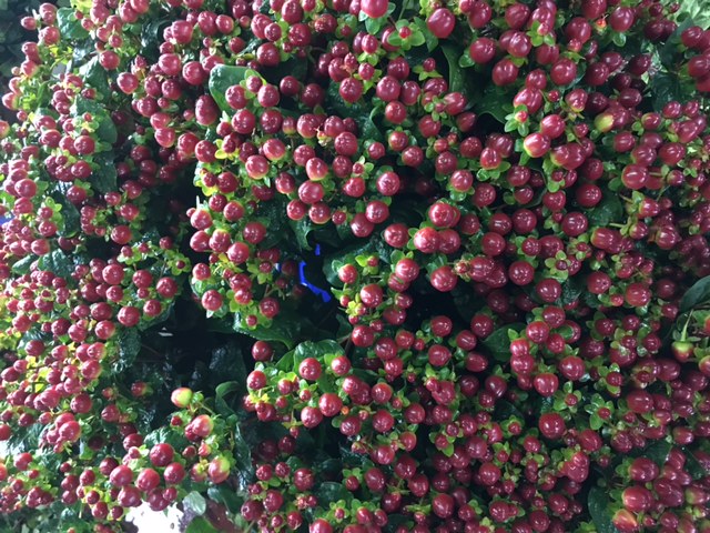 hypericum brown
