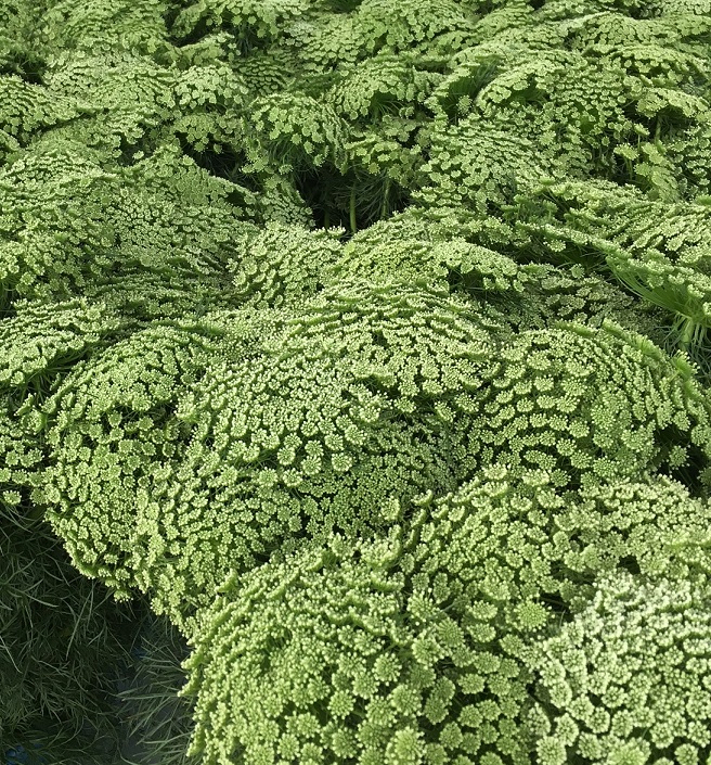 ammi
