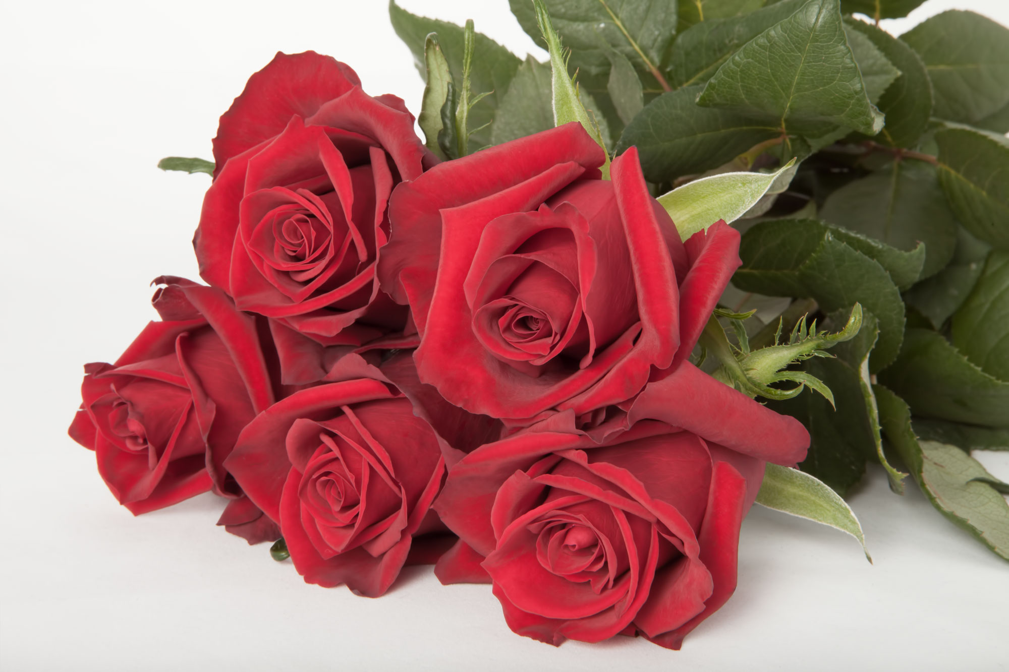 EVER RED