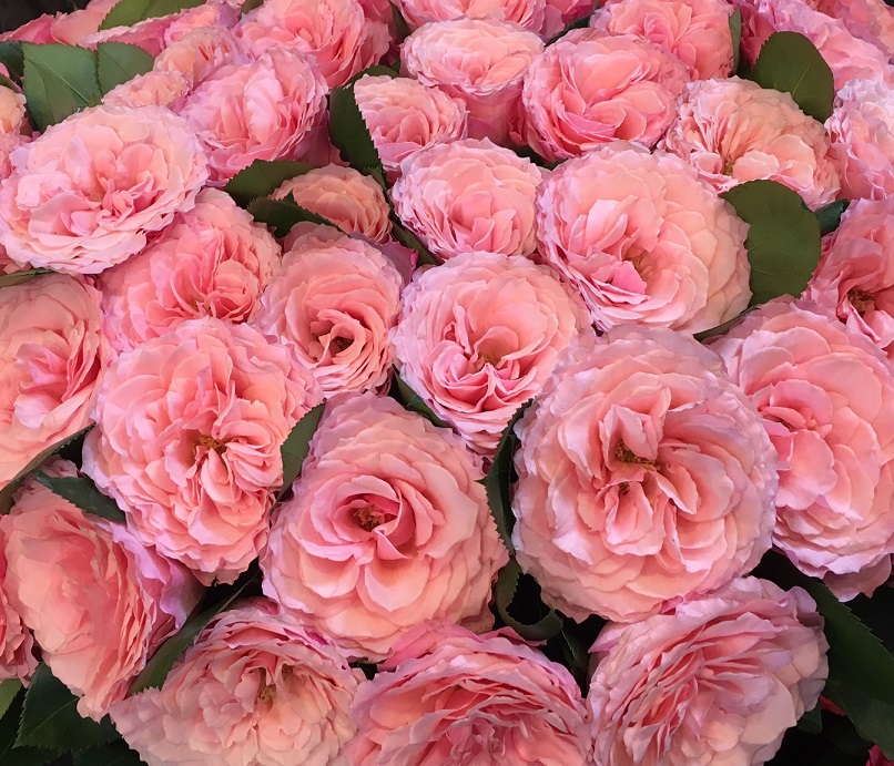 myra's rose pink