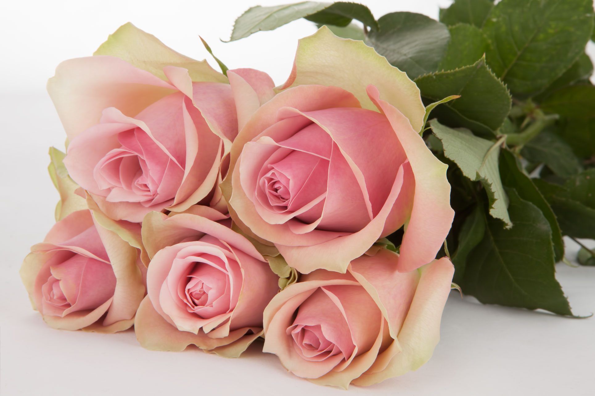 BELLE ROSE