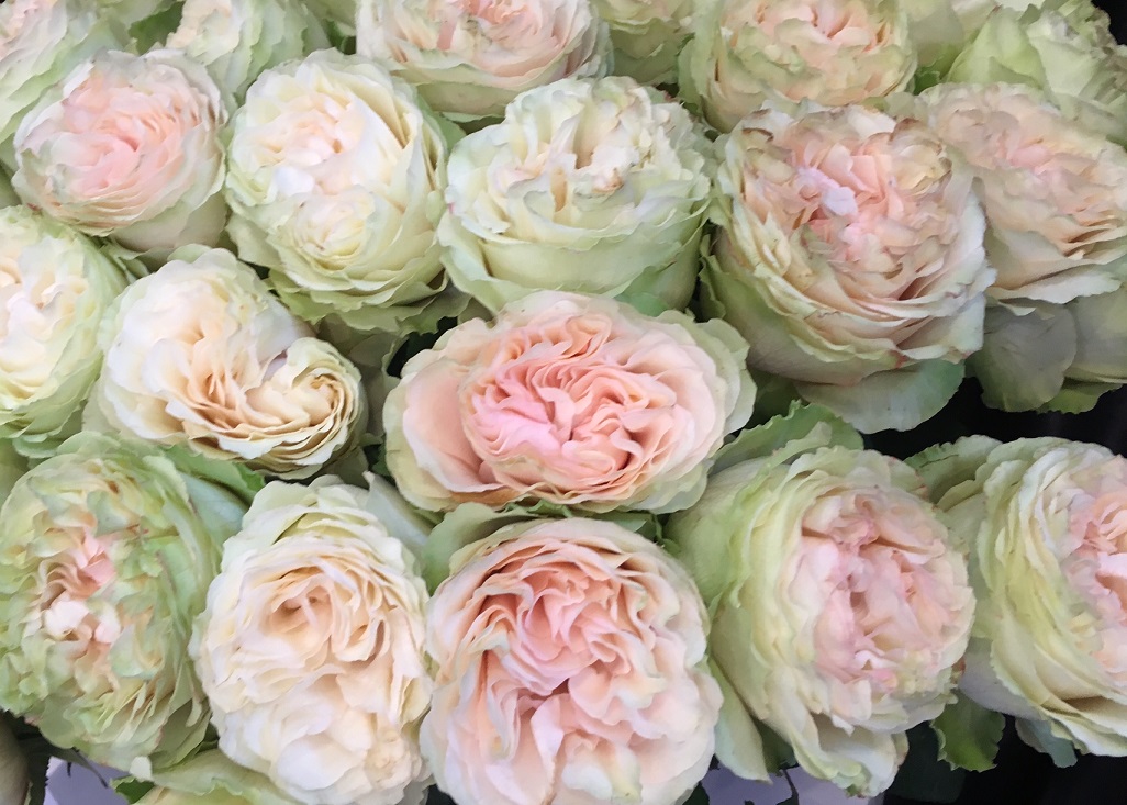 myra's rose green